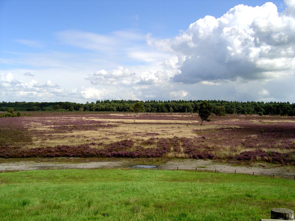 Stikkebelt, Vilsteren