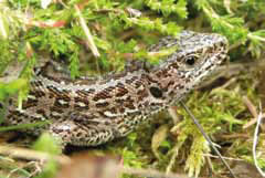 Zandhagedis Lemelerberg