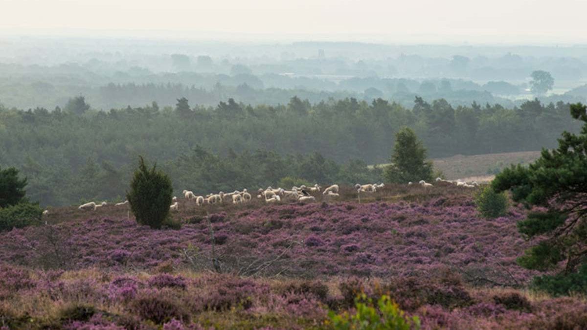 Natuur rondom Ommen: bos, heide en water